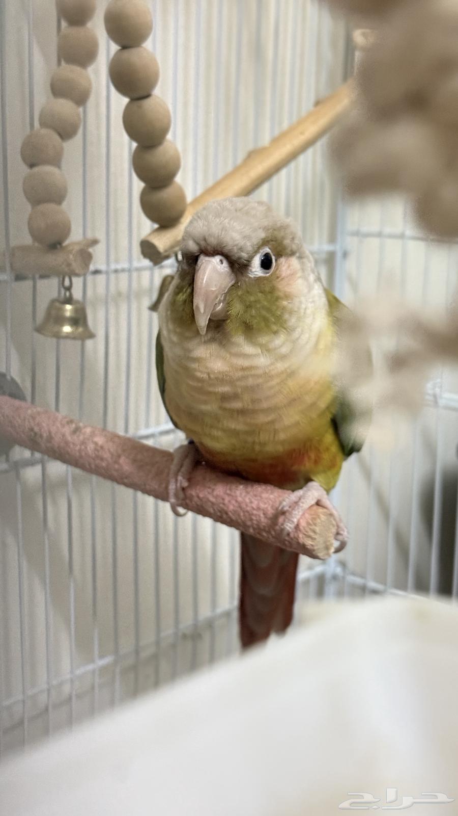 طيور كنيور للبيع64373683729154110