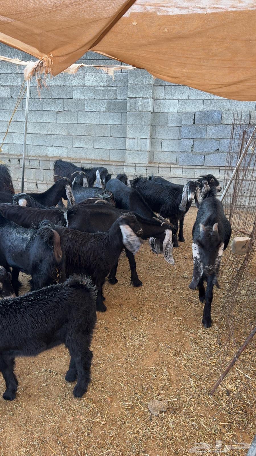 معزى عوارض للبيع بفحلها جذعه وثنيه64373462722691113