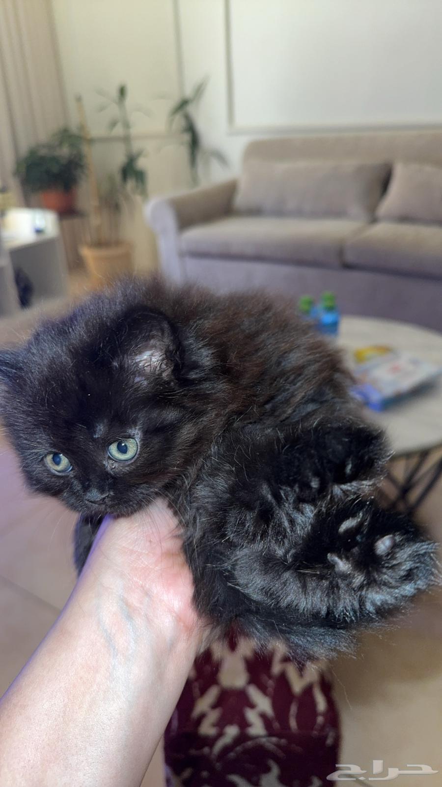 قطط للبيع64374539552387112