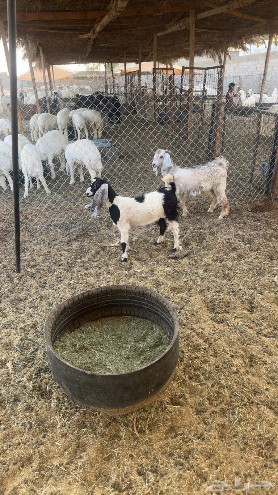 Jafar64365732454913110