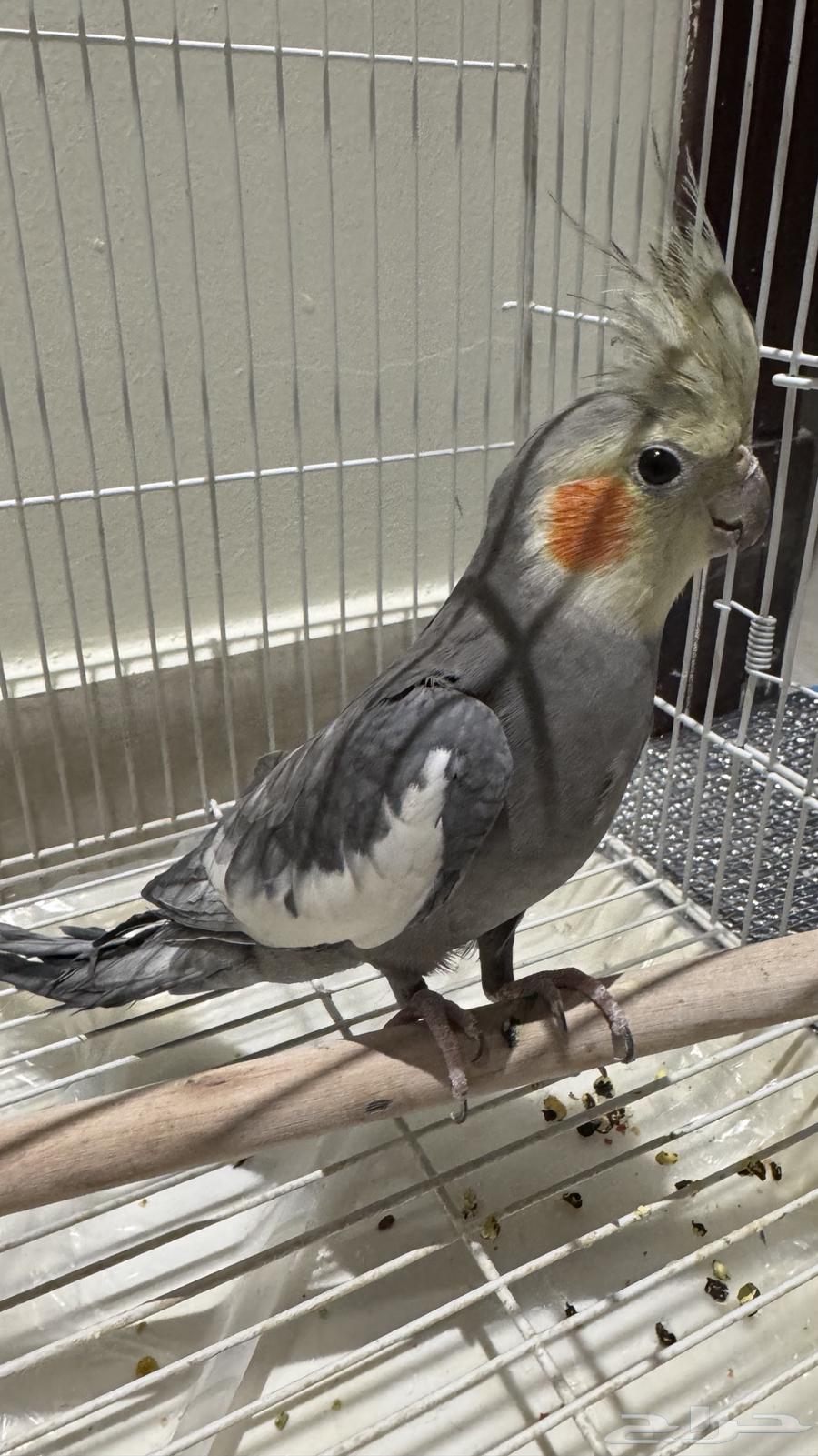 طائر الكروان للبيع مع قفص64364053899009110