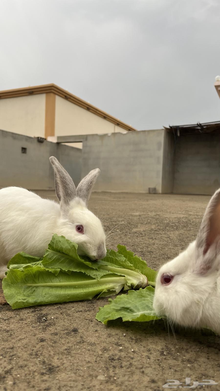 ارانب للبيع السبب   سفرر64372463361538112