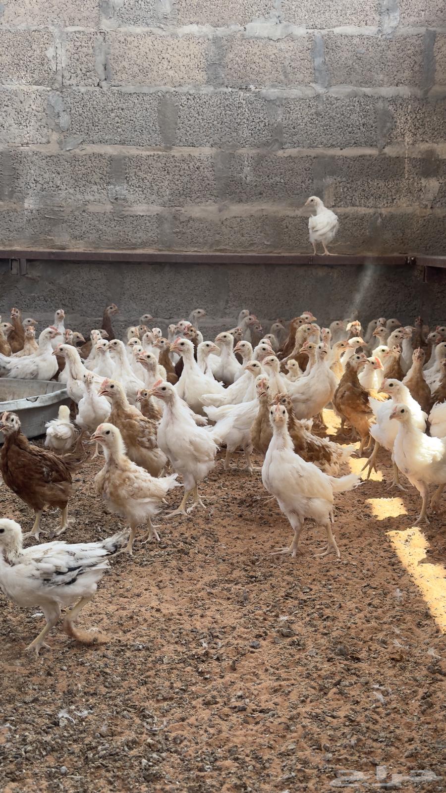 صوص دجاج لوهمان64367055641603111