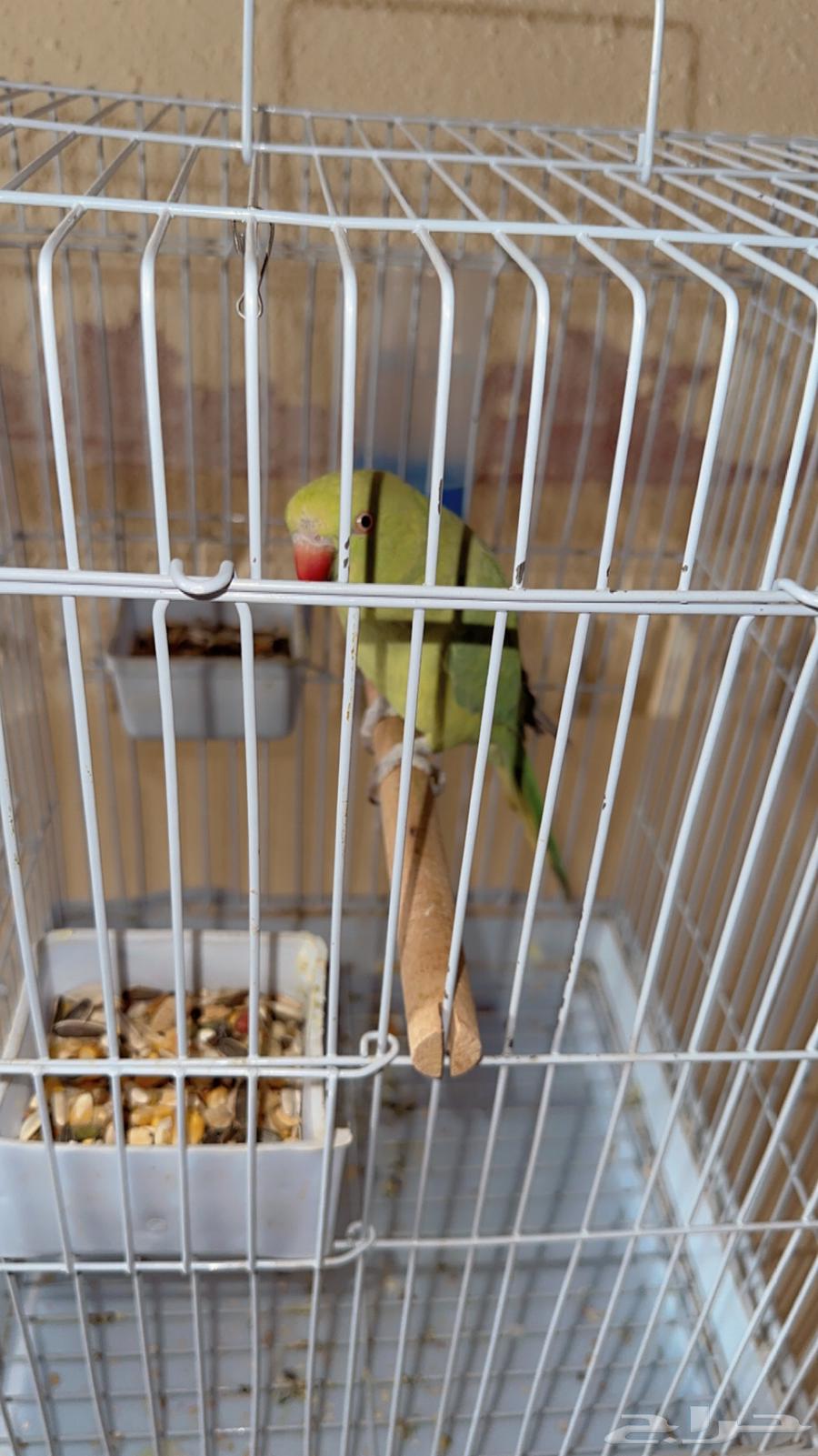 ببغاء در ة يقلد النغمات واصوات الكناري64370352127233111