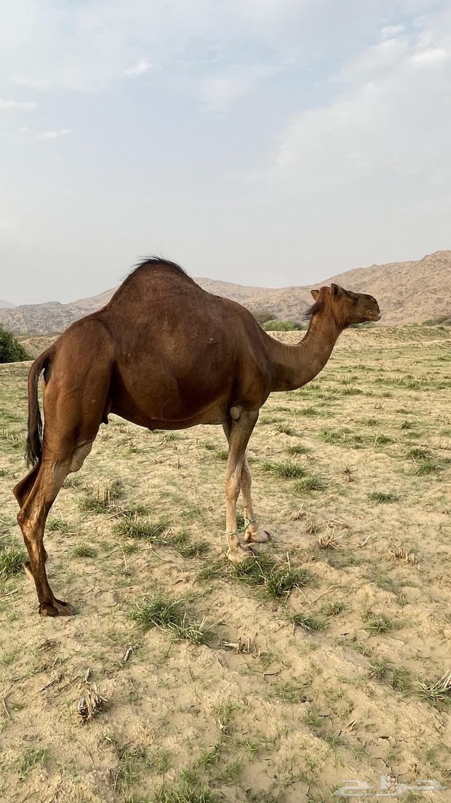 Red Dahma Coastal Camel64376870061314111