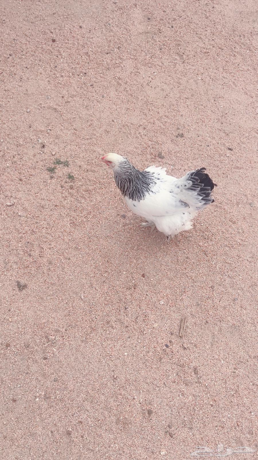 بيض براهما للبيع64369586139523111