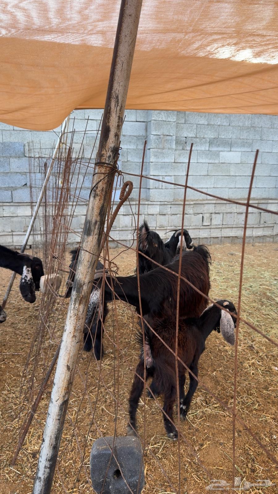 معزى عوارض للبيع بفحلها جذعه وثنيه64373462722691112