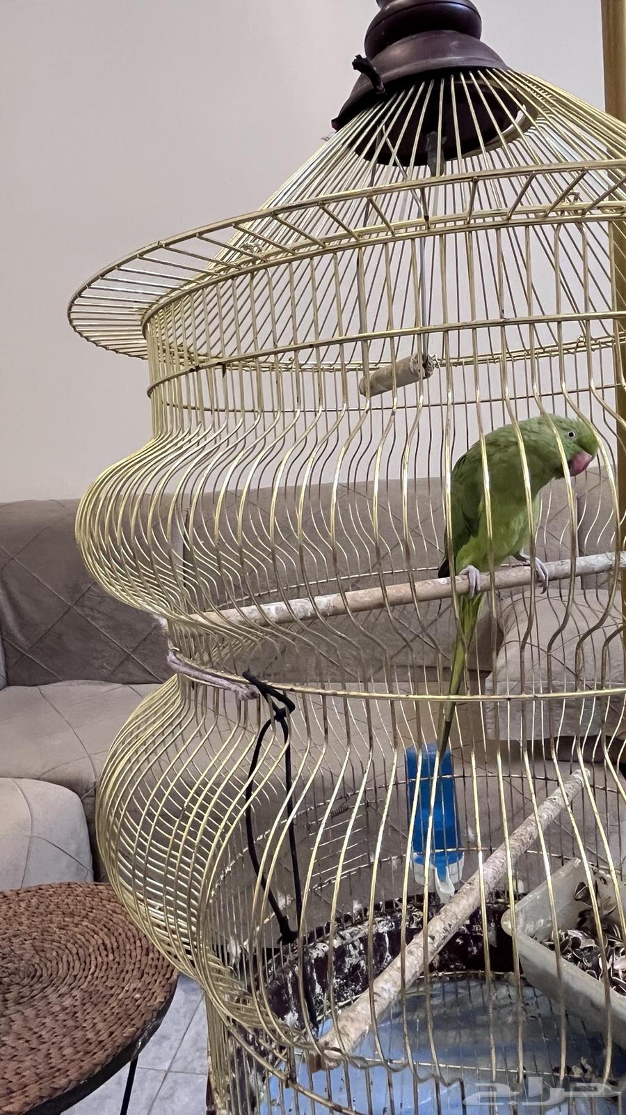 بغبغاء دره64363159300738110