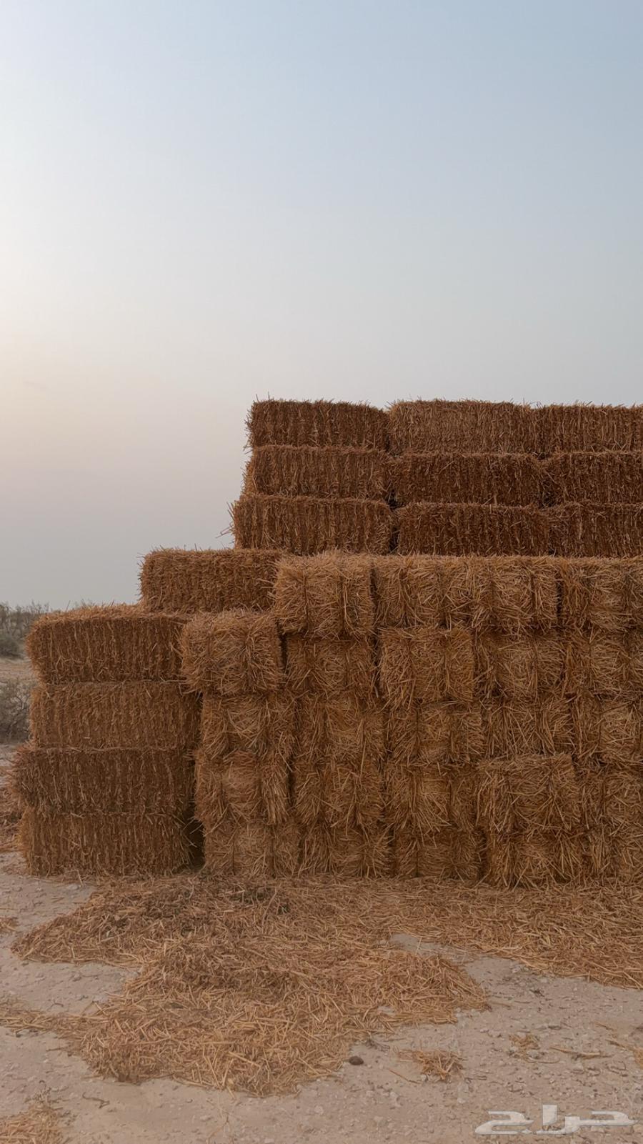 علف تبن شعير64363711056387112