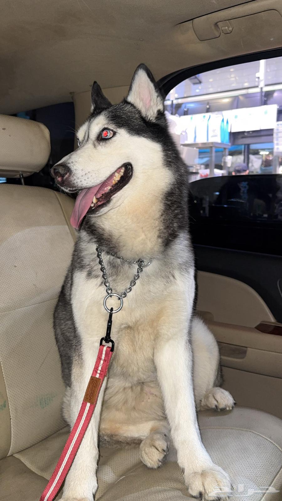 كلب هاسكي64363353503106110