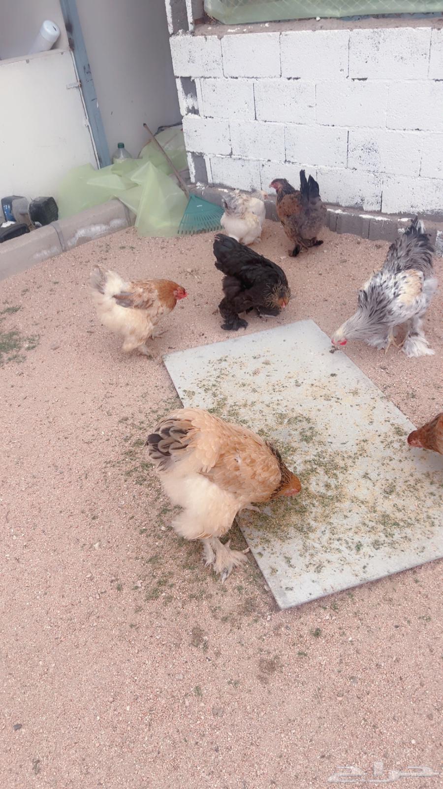 بيض براهما للبيع64369586139523110