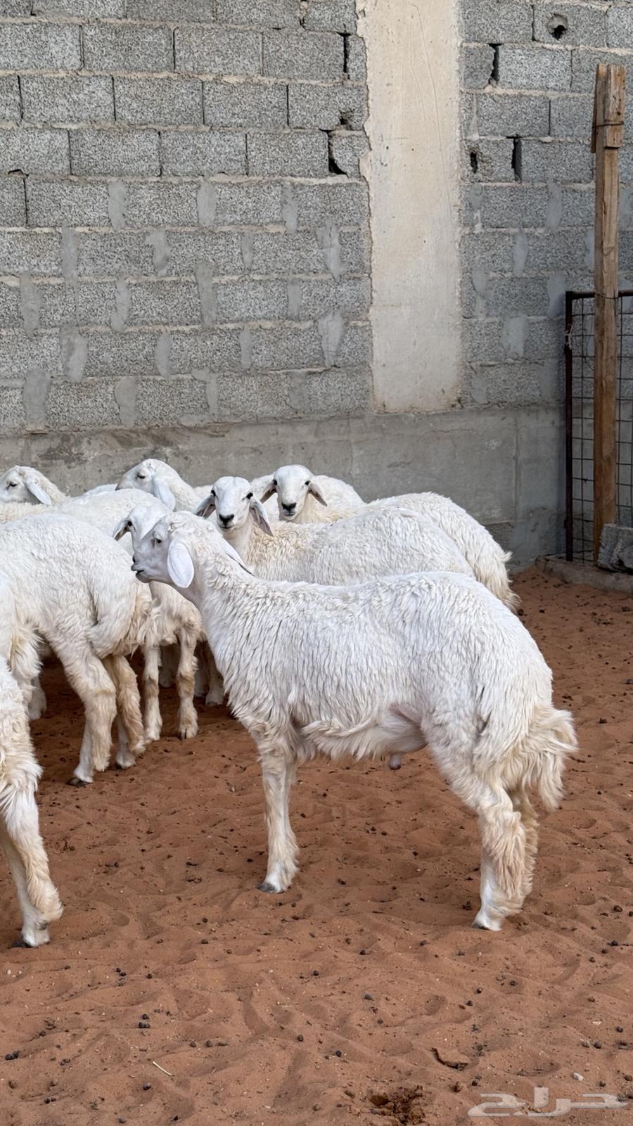 ذبايح للبيع جمله وتفريد64364862033026111