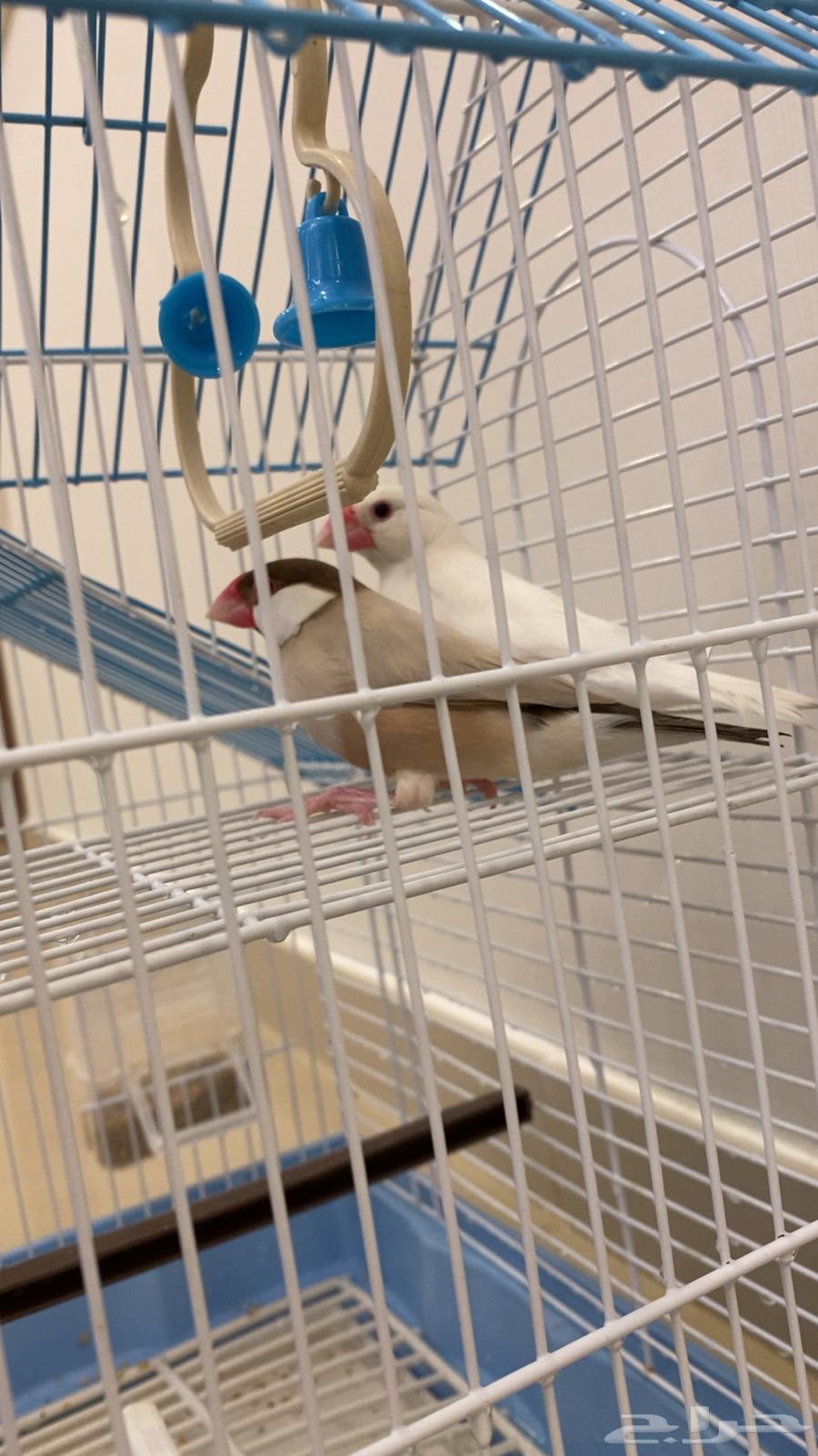 Java Sparrow for sale64376274446466112