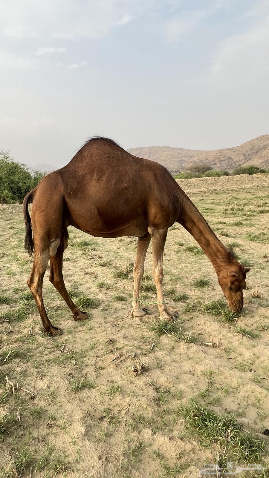 Red Dahma Coastal Camel64376870061314110