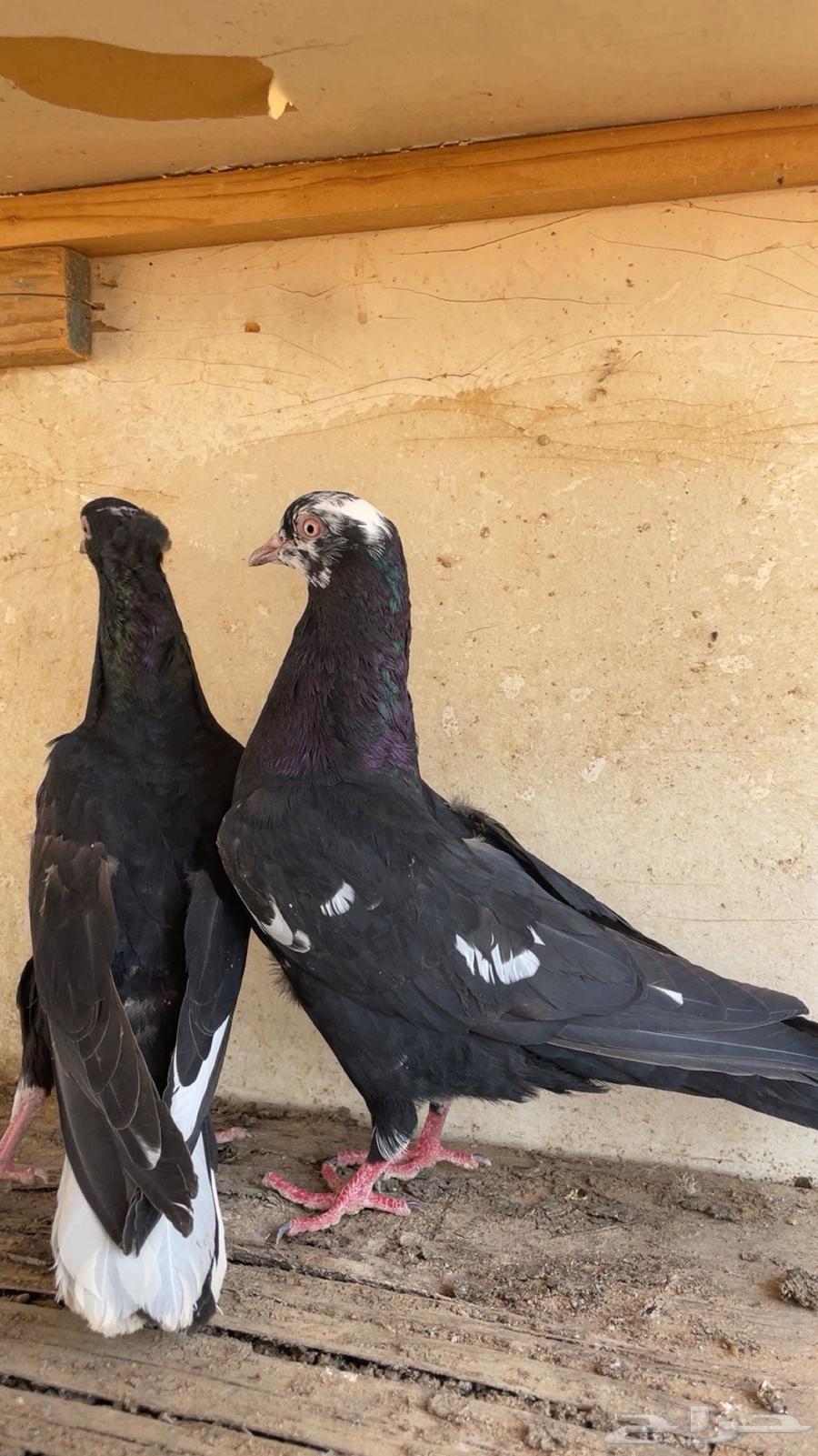 جوز قلابي64366571460739110