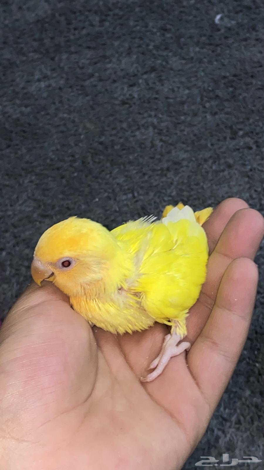 فرخ روز اليف جدا64372930735873110