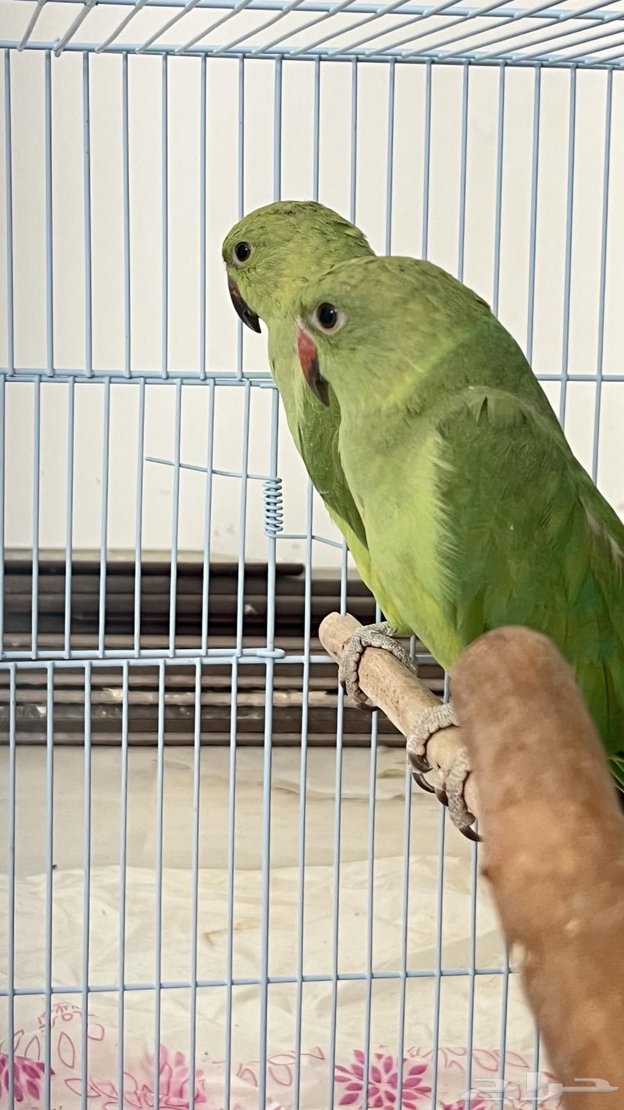 دره هندي للبيع64370366695553112