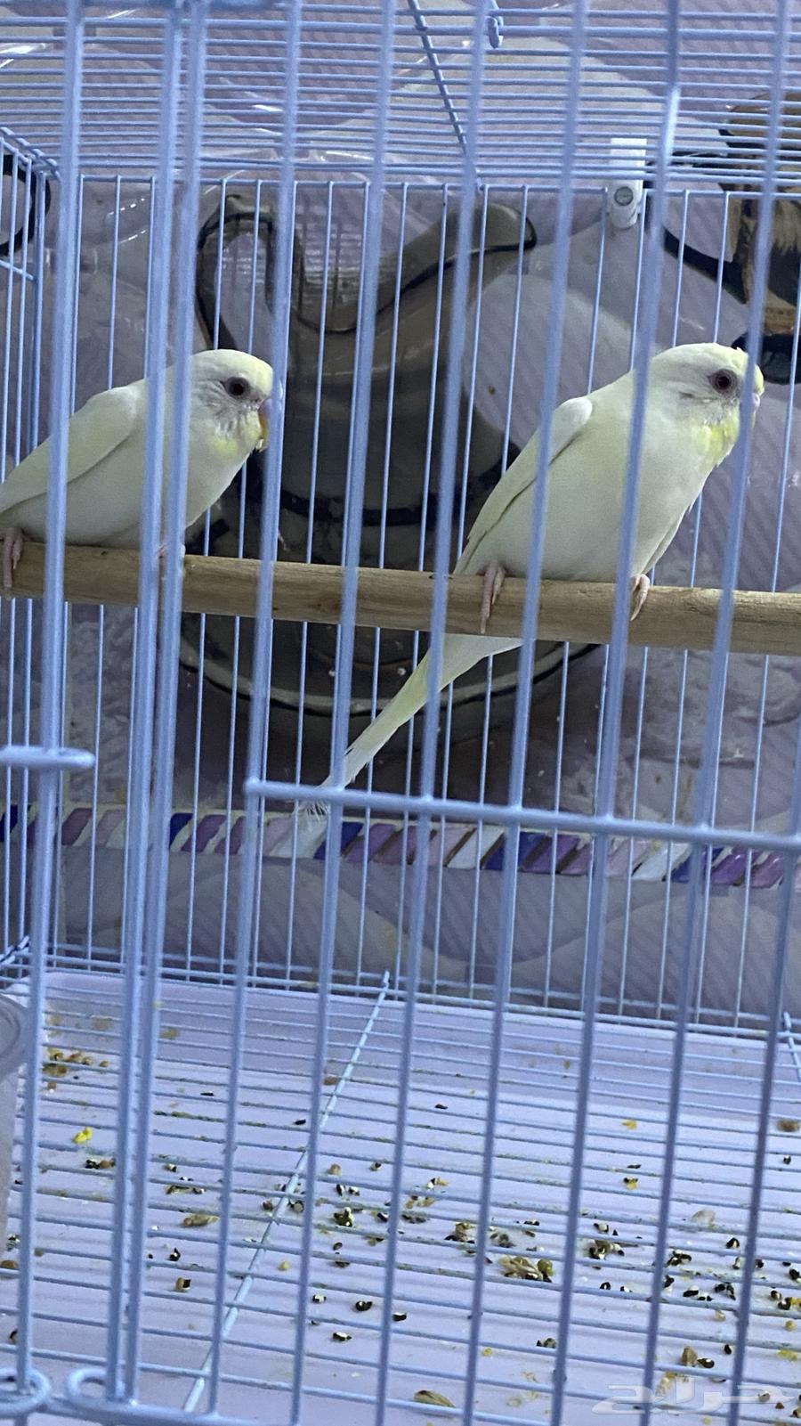 طيور الحب ( الزينة )64371016345346111