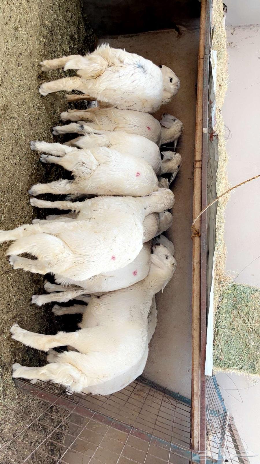 طليان حريه64371292510593112