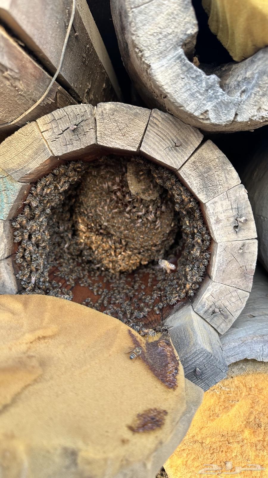 نحل للبيع64373063683587112