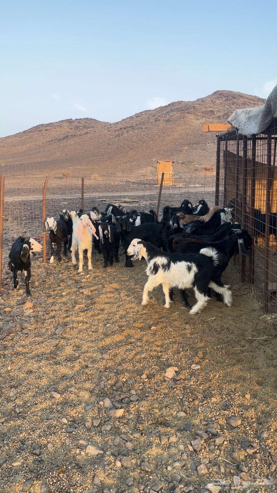 تيوس للبيع64363636475009114