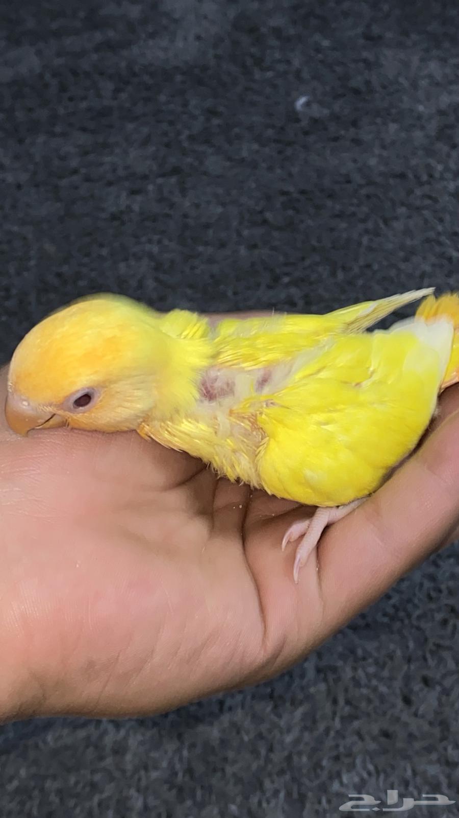 فرخ روز اليف جدا64372930735873114