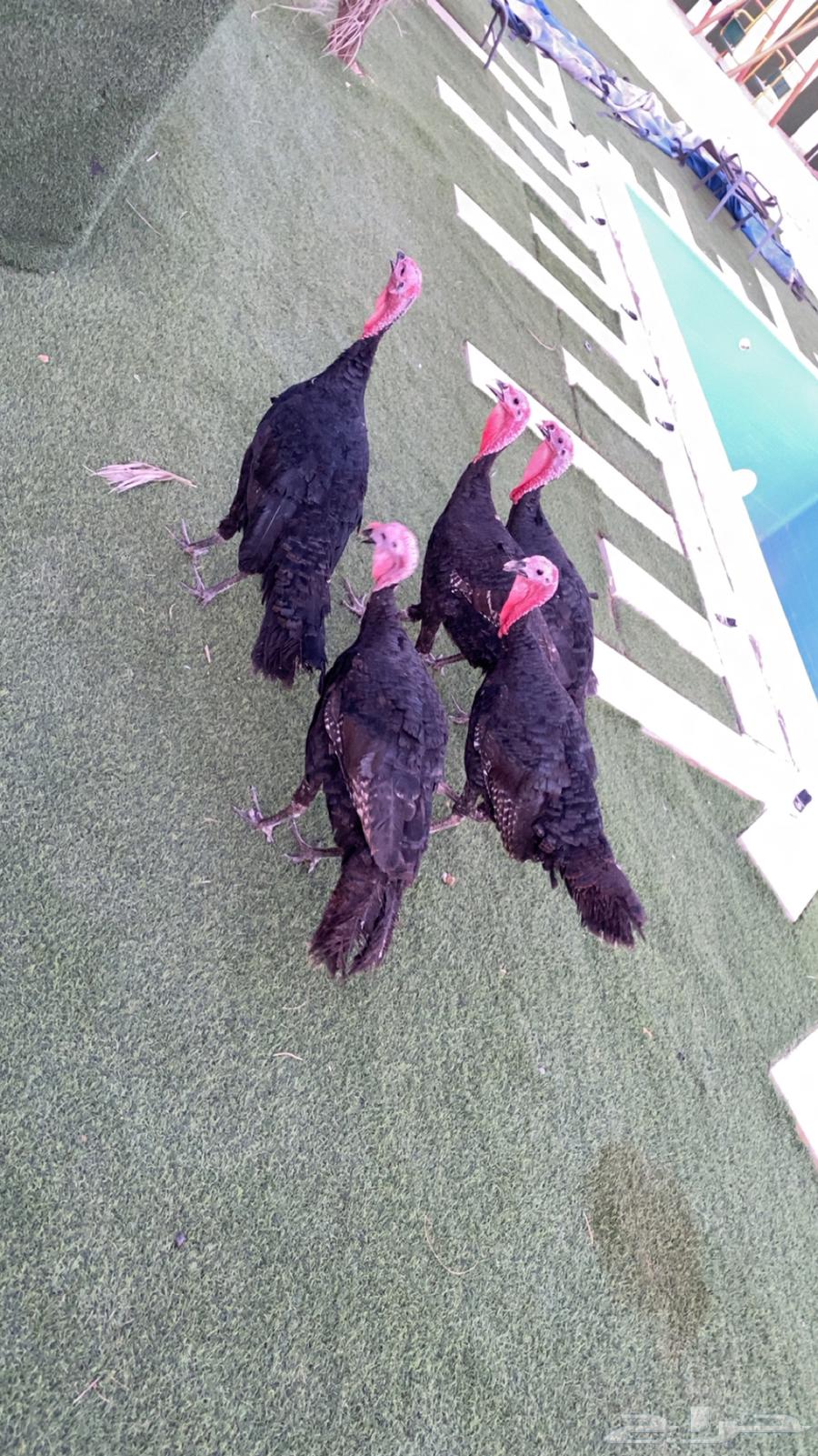 ديكه رومي64368951664386113