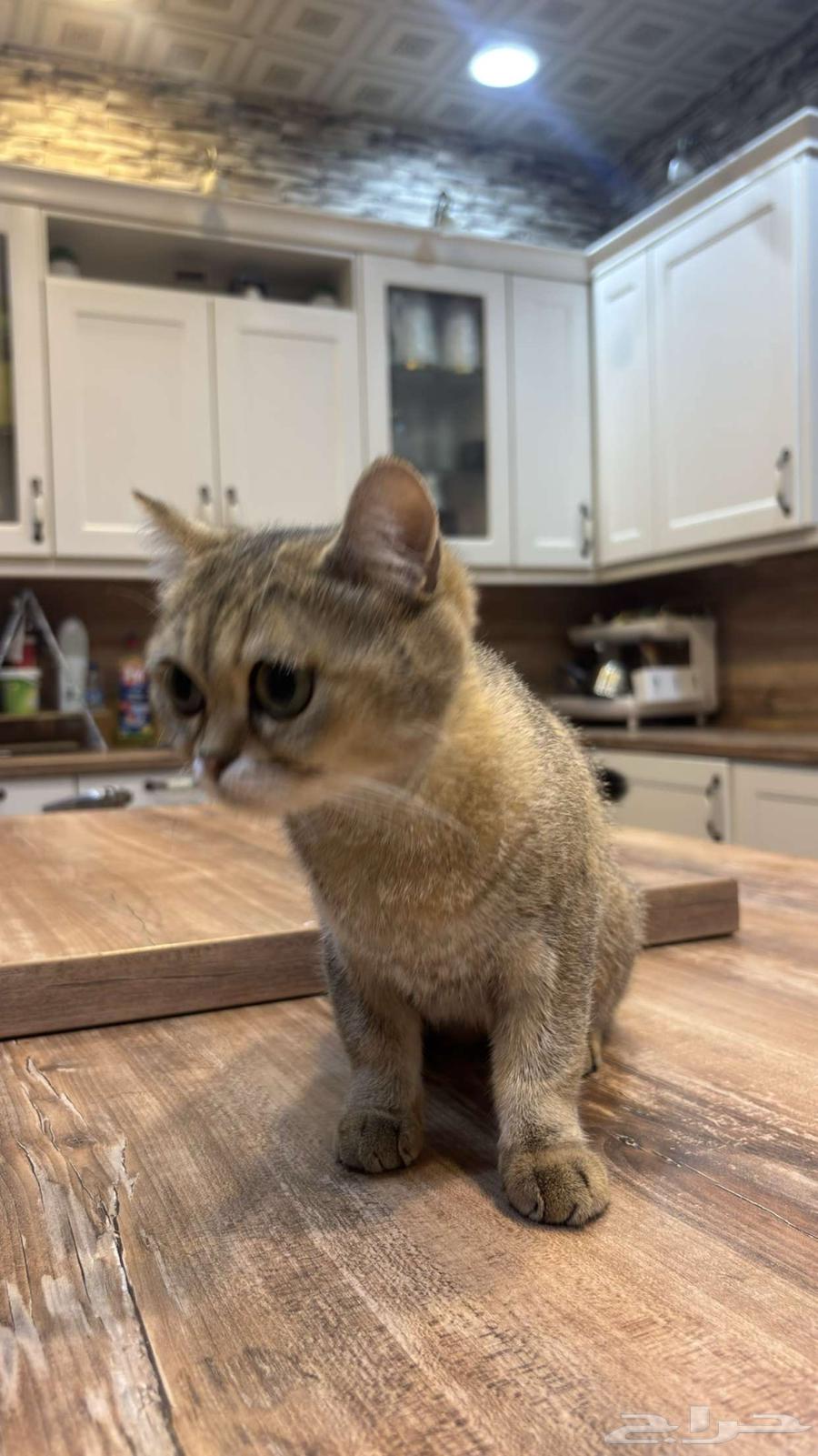 Cats64374097842947113