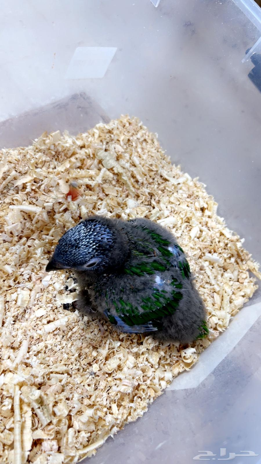 فرخ يلوستريك اندر الفروخ64372960327938112