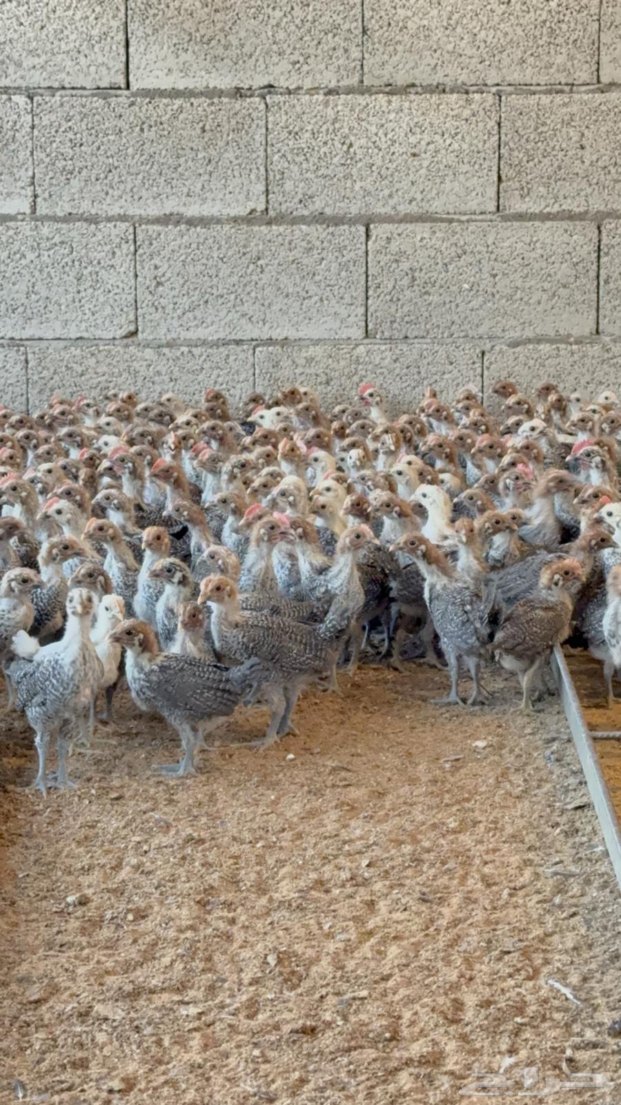 للبيع صوص فيومي دم صافي64371045414913112