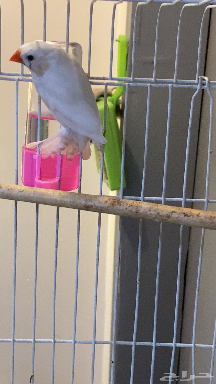 ذكر زيبرا64374185963905113