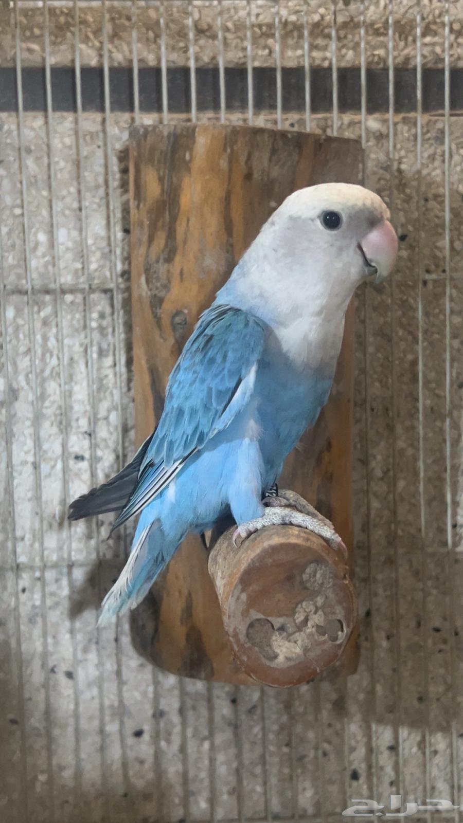 للبيع انثى روز حجم جامبو الي توقف عليه سومه نصيبه64366571475458110