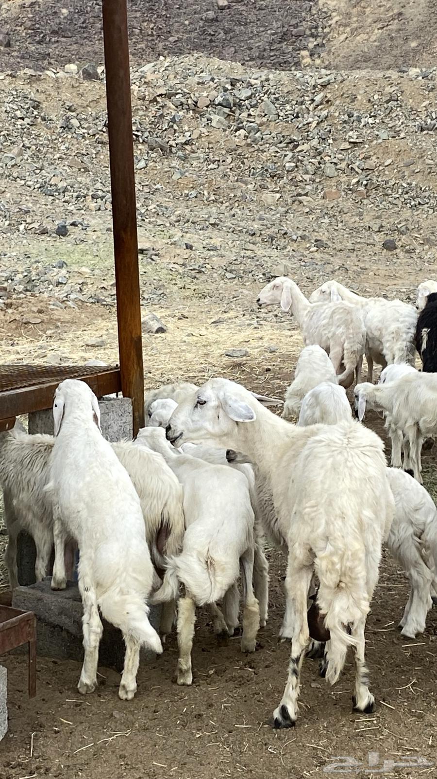 خرفان ورخال ذبايح لباني64370215232003111