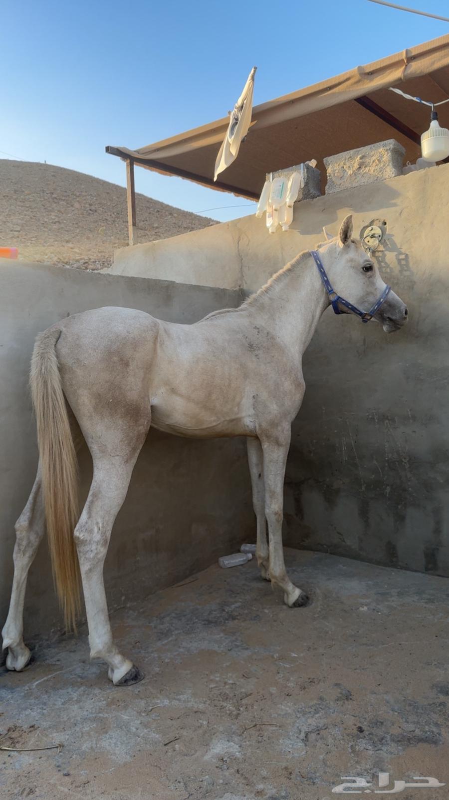 مهر شعبي64370337639811112