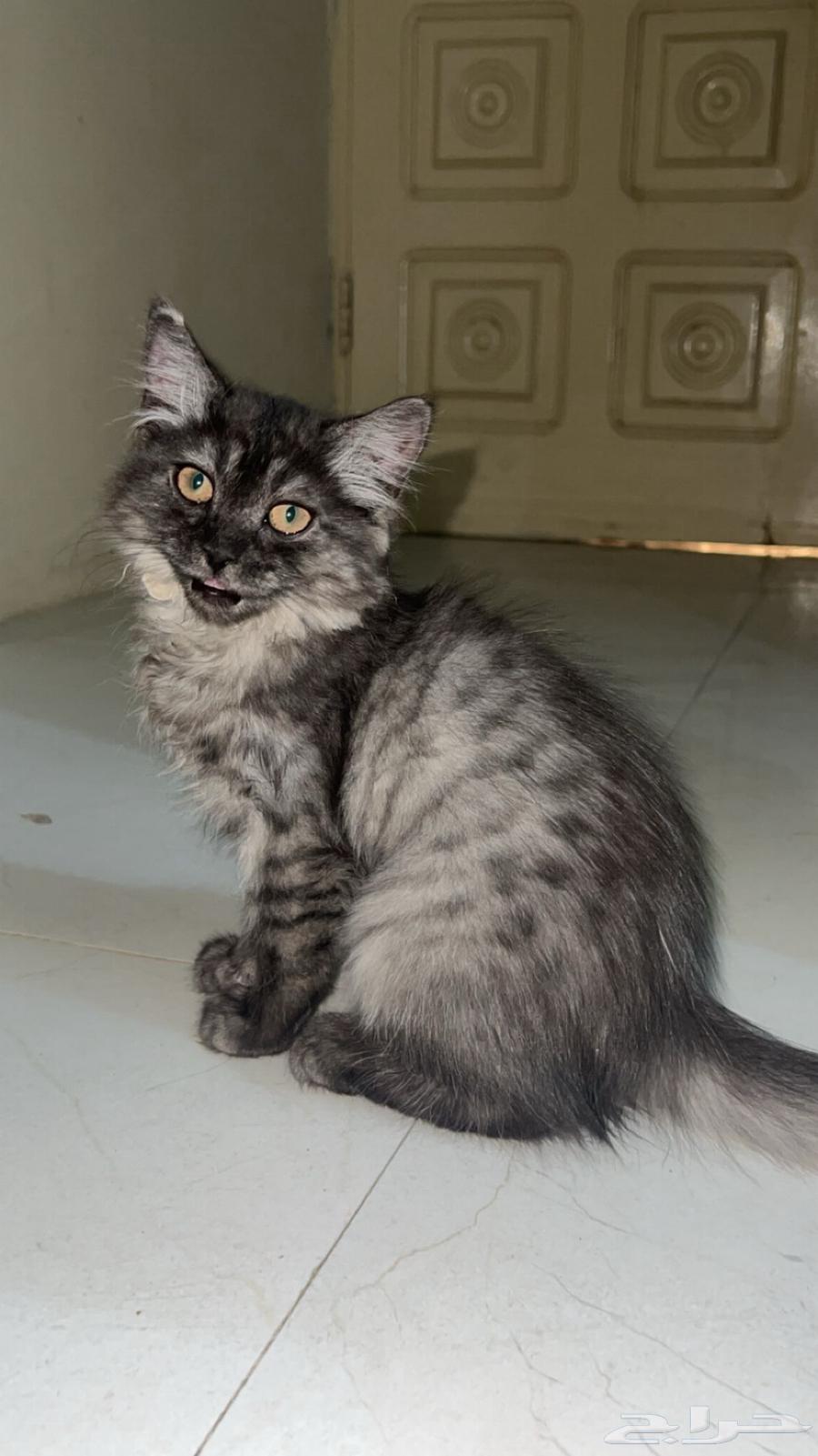 بسه للبيع64370655204737111