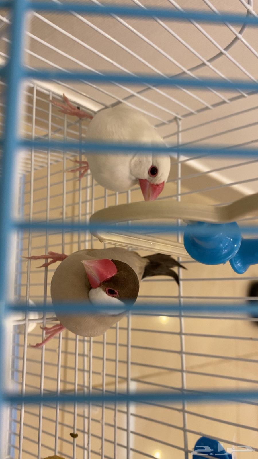 Java Sparrow for sale64376274446466113