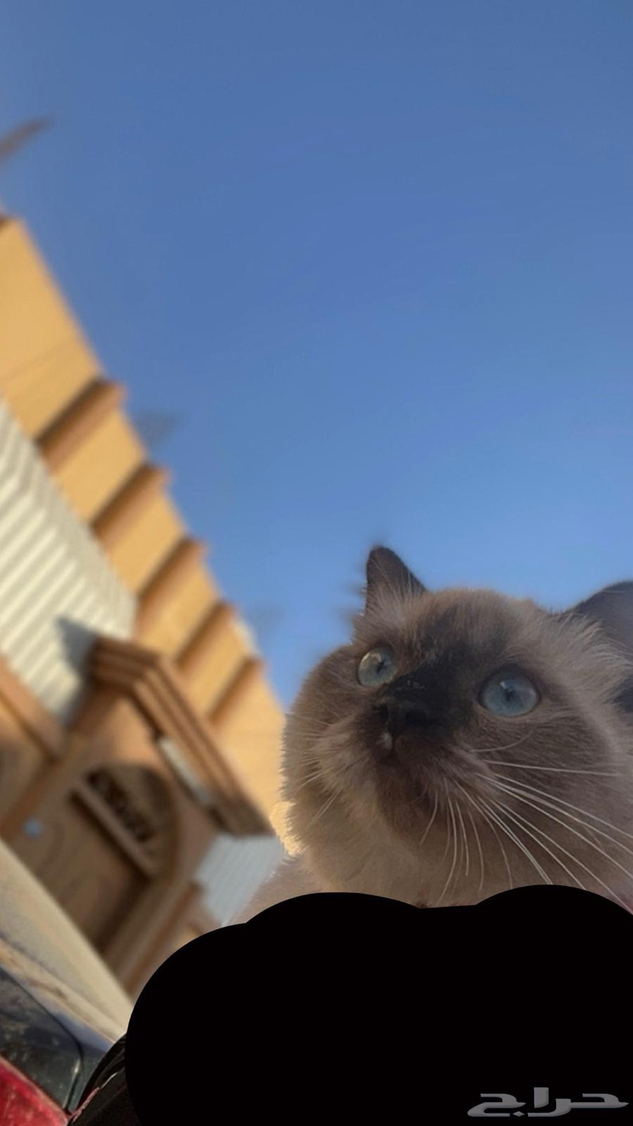 هملايا بيور64365070531074110