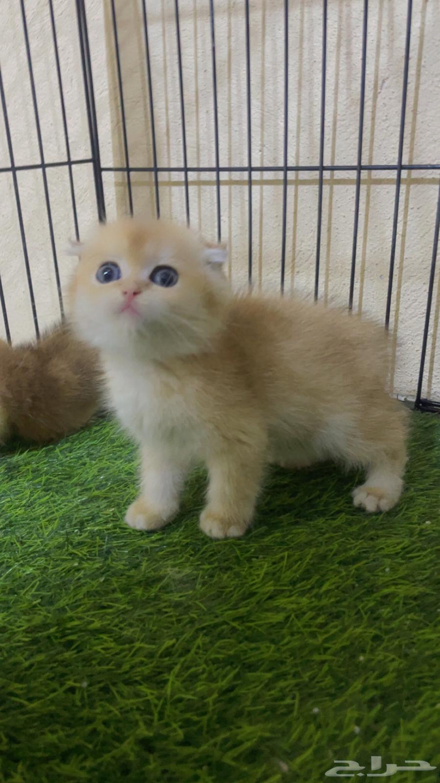 للبيع كيتن سكوتش دبل وتربل فولد _ الخرج64370131696258110