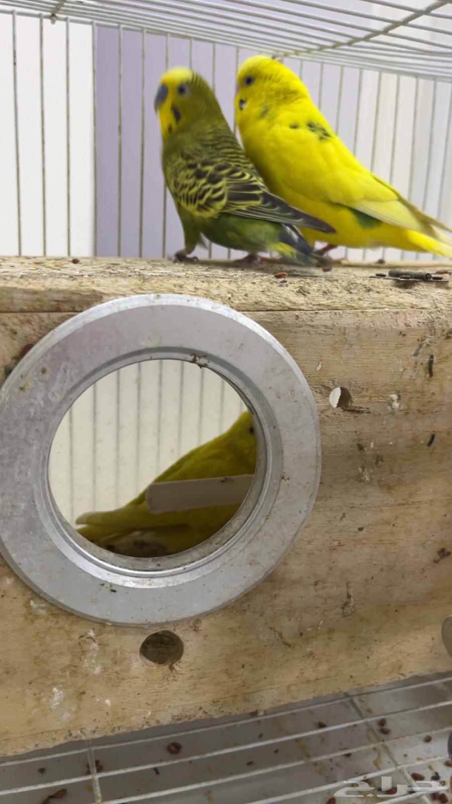 بادجي 2 انثى واحد ذكر منتجه بيعها 25064362650504450114