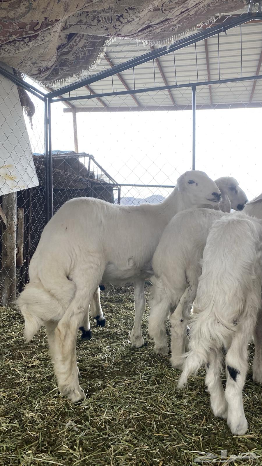 خرفان ورخال ذبايح لباني64370215232003110