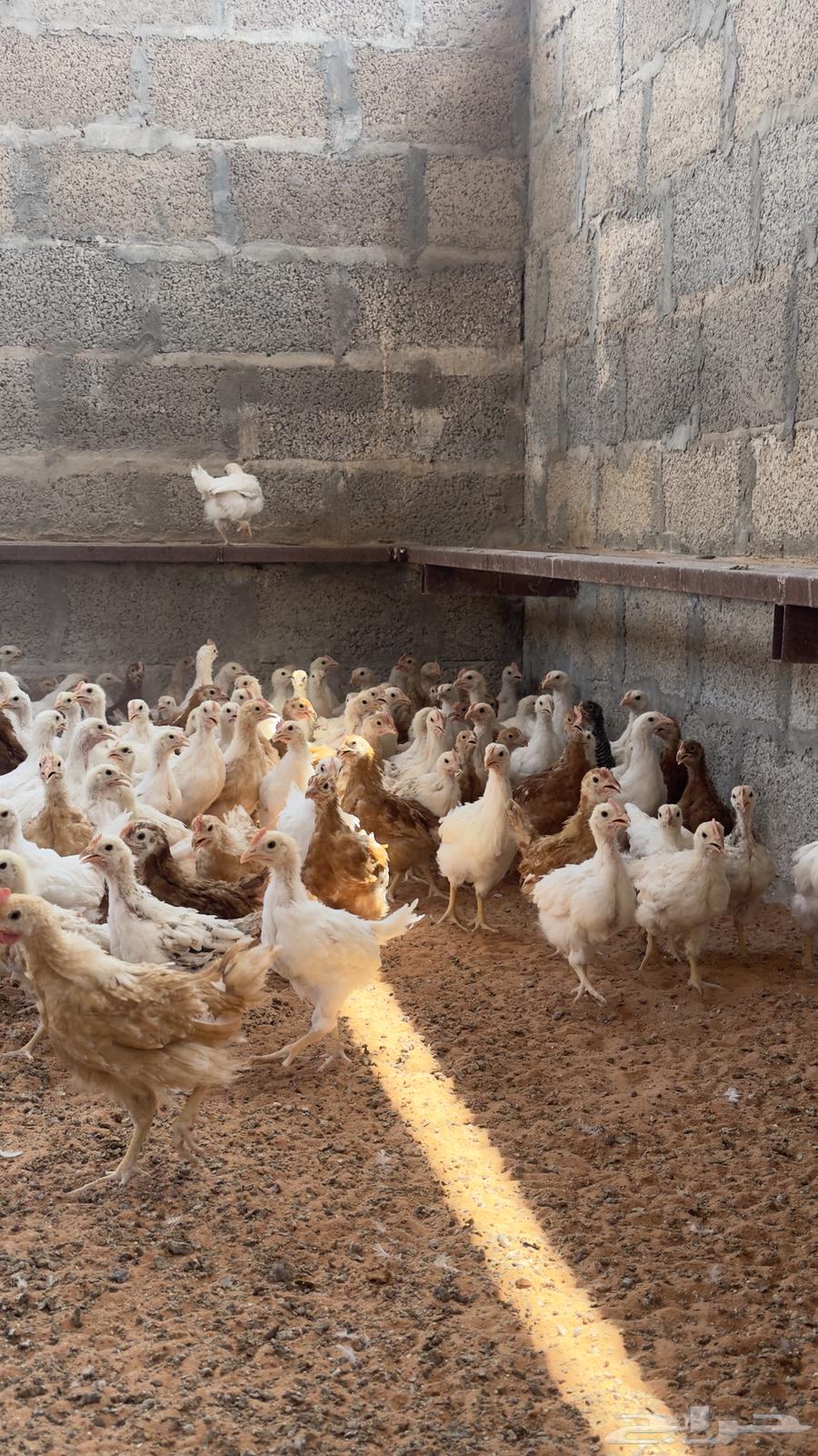 صوص دجاج لوهمان64367055641603112