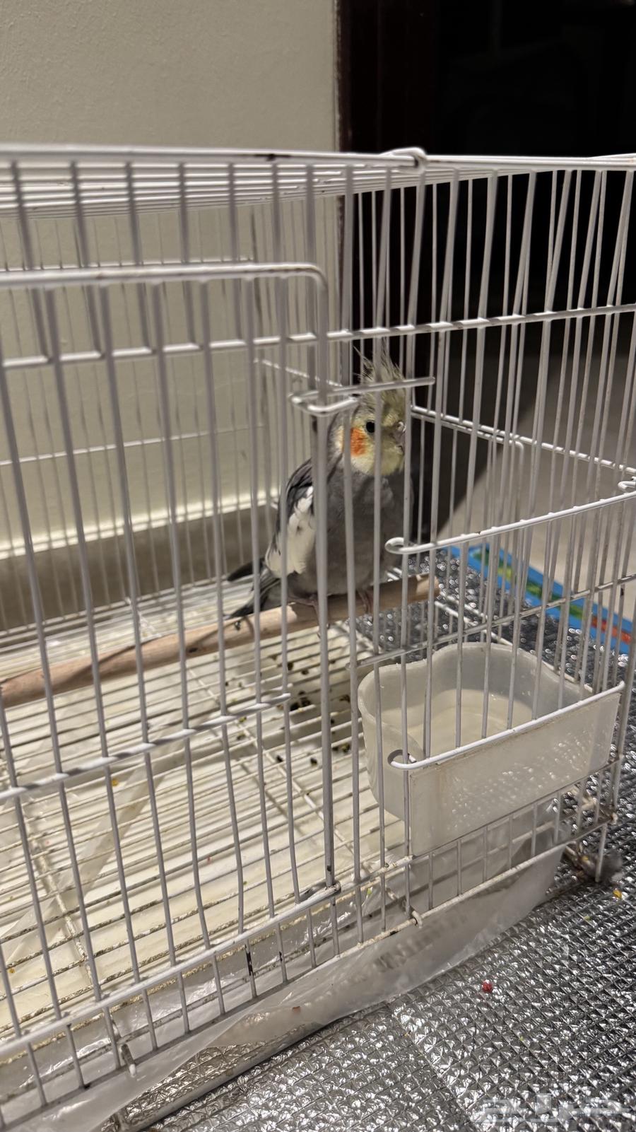 طائر الكروان للبيع مع قفص64364053899009112