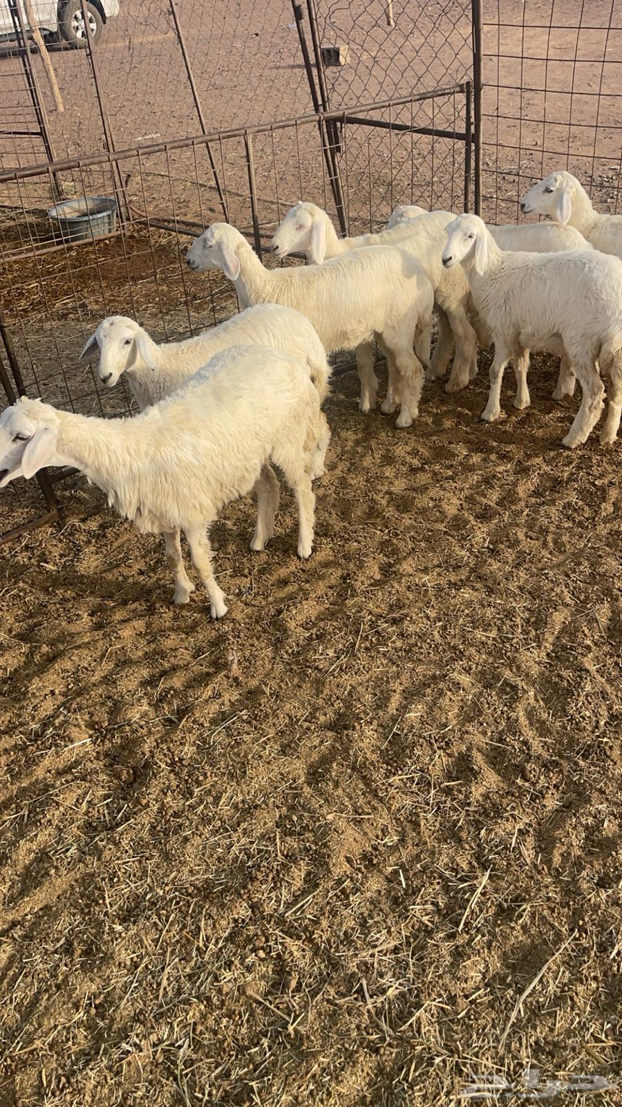 ارخال مقنوي64371759480194110