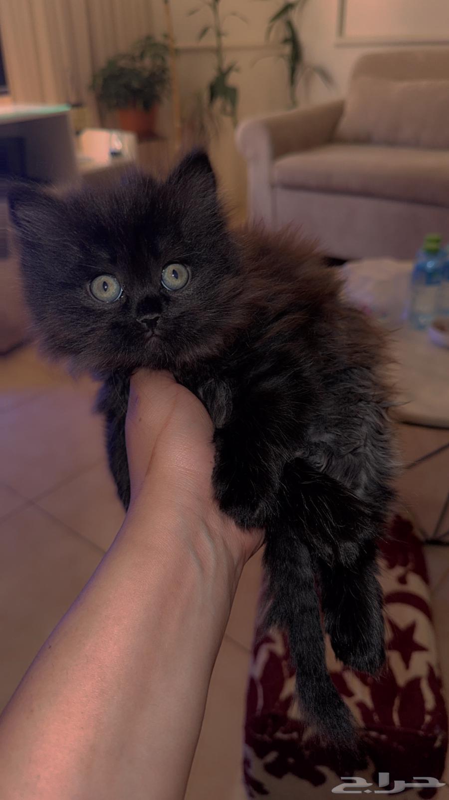 قطط للبيع64374539552387111