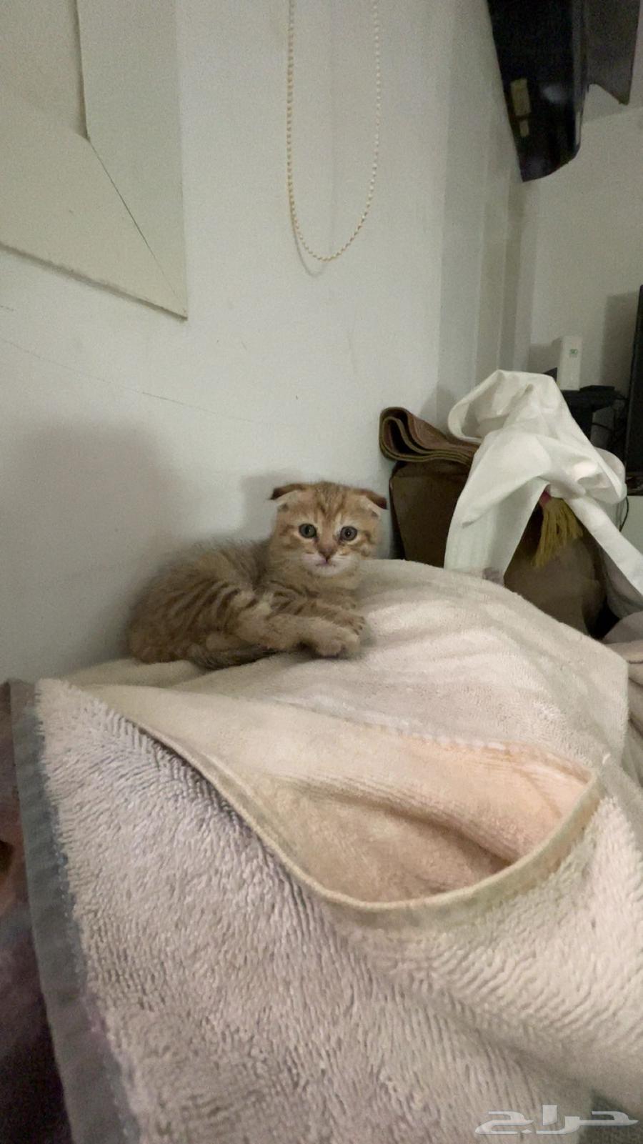 قطط سكوتش للبيع64368806250625113