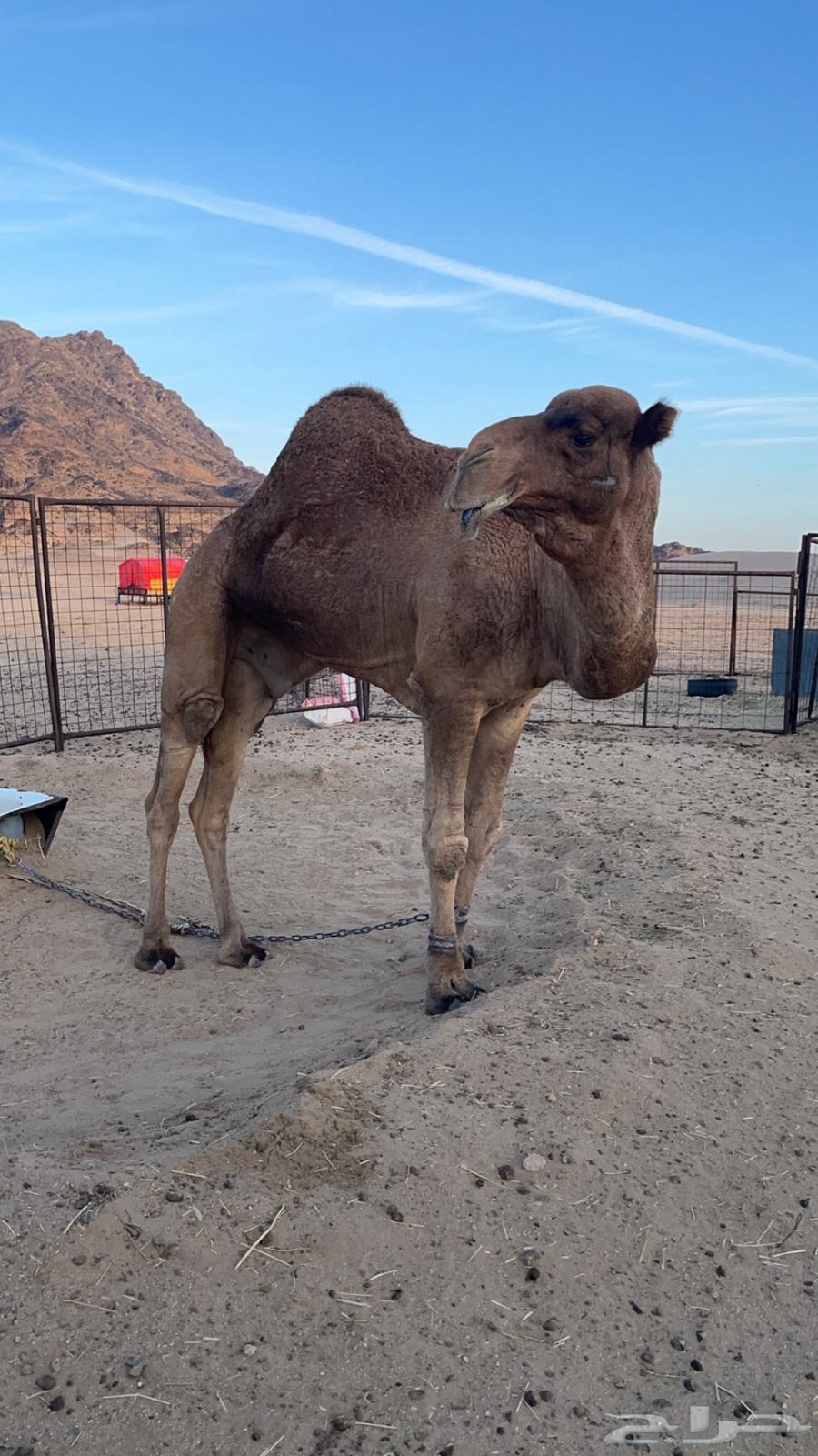 جمل احمر للبيع64369352423299110