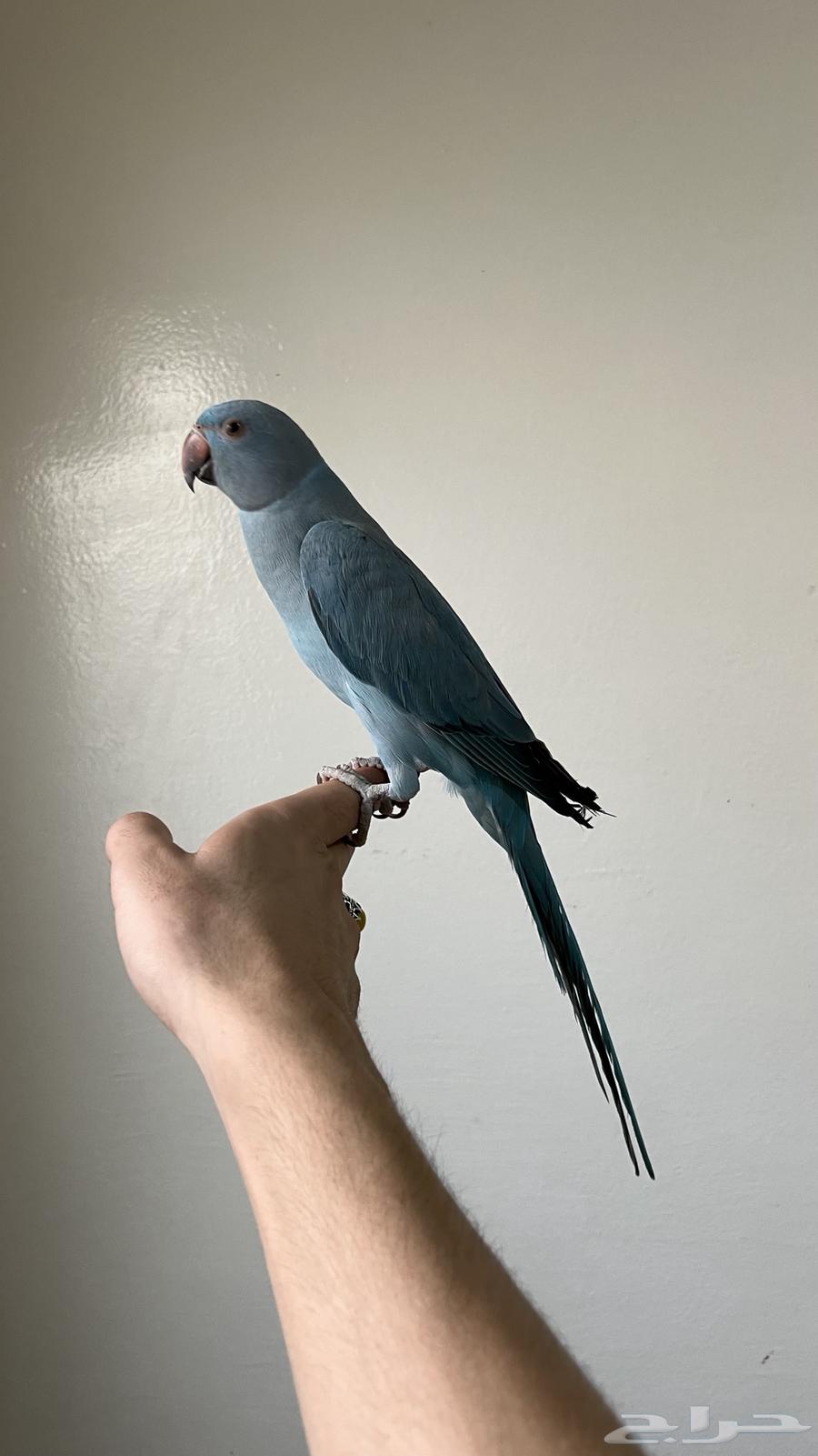 درة هولندية اليفة64367785027843113