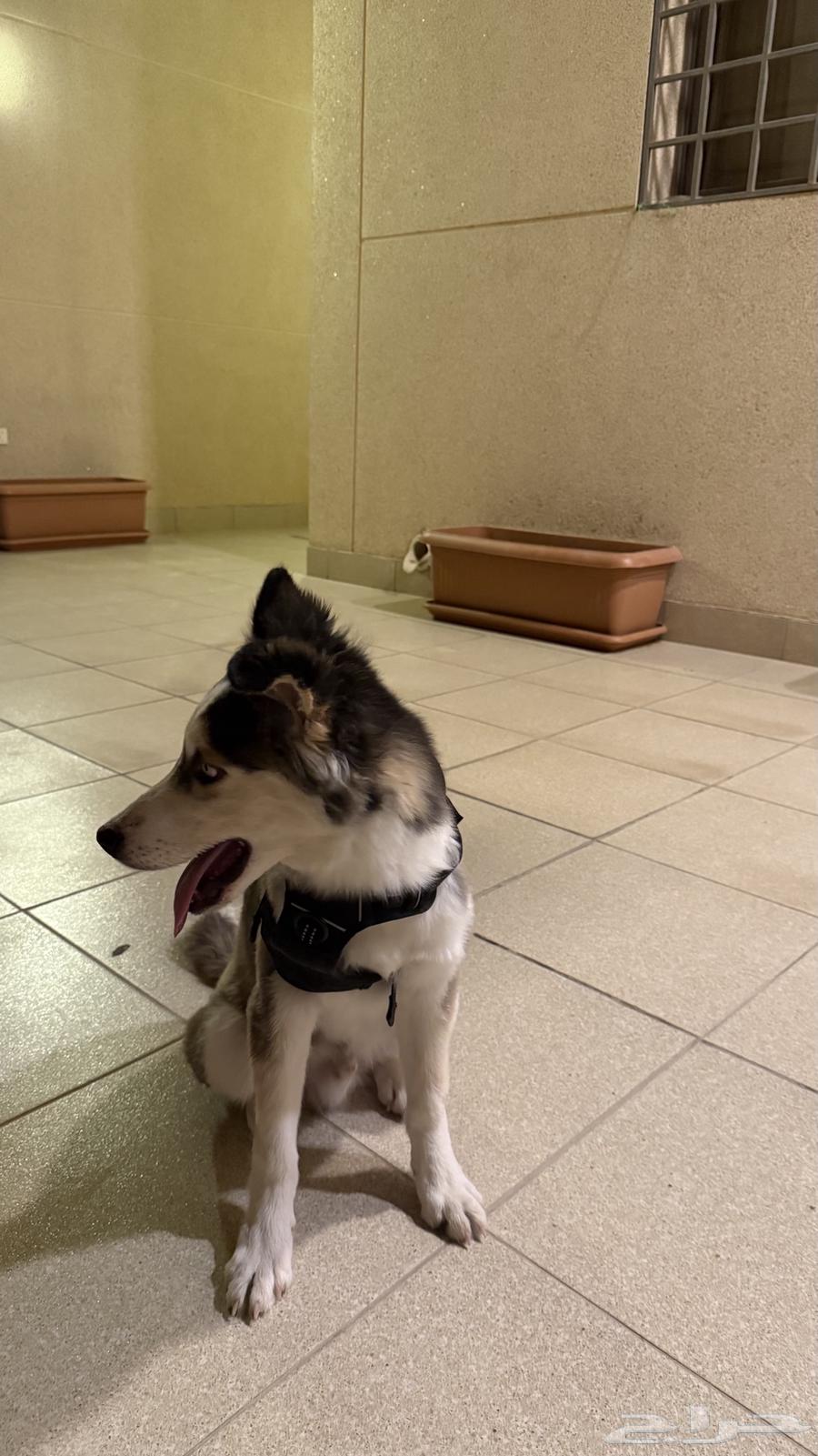 كلب هاسكي للبيع64374685618305114