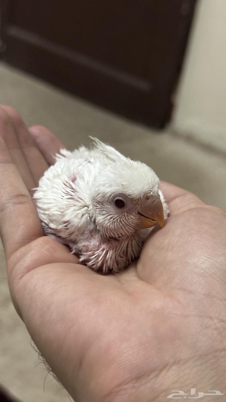 Froukh Roz Albinu64373019569155110