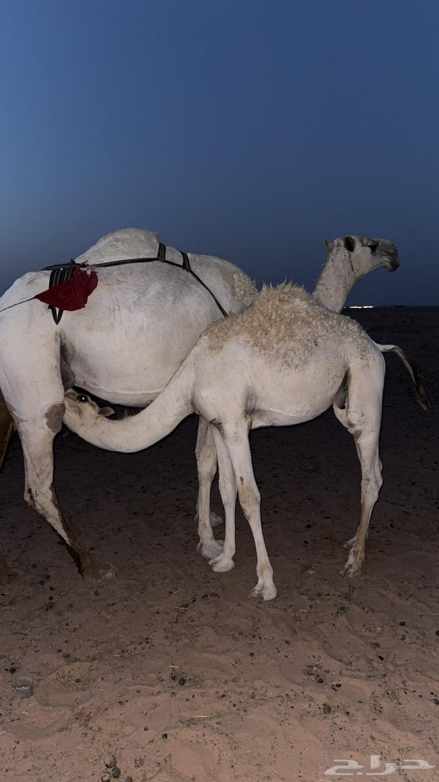 للبيع قعود64372989776129111